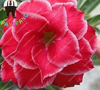 2PCS Desert Rose Adenium Seeds - 3-Layer Dark Red Flowers with White Edge