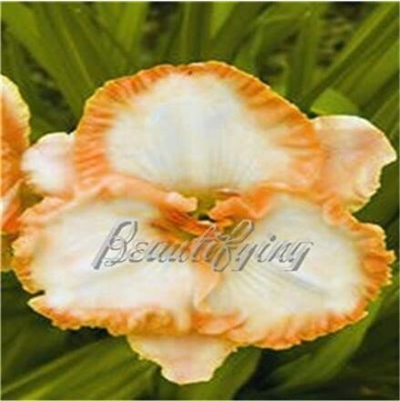 150PCS Daylily Flower Seeds - White Flowers with Light Orange Flowers
