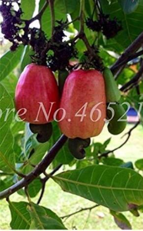 5PCS Exotic Cashew Tree Seeds Anacardium Occidentale