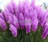 200PCS Pampas Grass Seeds - Bright Purple Colors