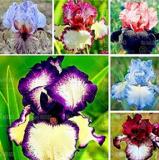 20PCS Iris tectorum Seeds - Mixed 6 Colors