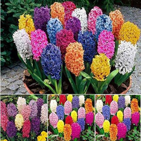 300PCS Hyacinth Seeds - Mixed Colorful Flowers