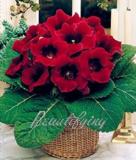 100PCS Gloxinia Seeds - 2 Colors Available