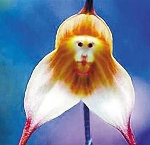 200PCS Monkey Face Orchids Seeds - Whitish Light Brown Flowers