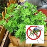 100PCS  Mosquito Repelling Grass Mozzie Buster Sweetgrass Seeds