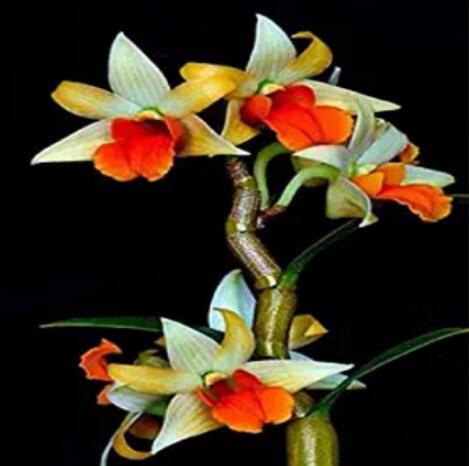 100PCS Mini Phalaenopsis Flower Seeds - Whitish Brown Color with Redish Orange Tongue
