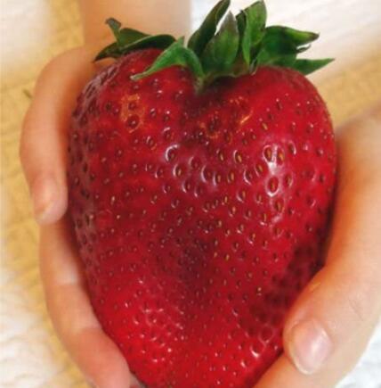 600PCS Heirloom Super Giant Japan Red Strawberry Organic Seeds