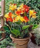 200PCS Canna Lily Potted Flower Seeds - Yellow Red Colorful Flowers