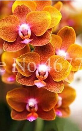 100PCS Cymbidium Floribundum Orchid Seeds - Redish Brown Flowers
