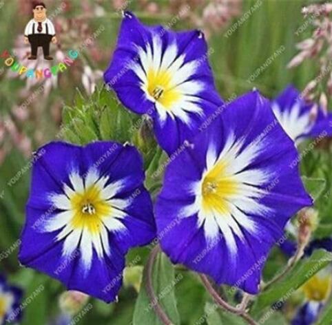 100PCS Petunia Flower Seeds - 5 Colors Available