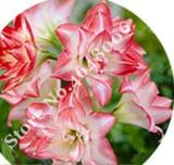 100PCS Amaryllis Seed Not Bulbs - Water Pink Color