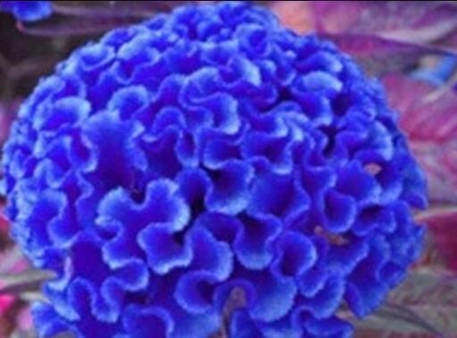 200PCS Celosia Cristata Seeds - Blue Color