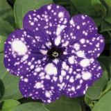 100PCS Petunia Flower Seeds - 5 Colors Available