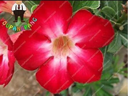 2PCS Desert Rose Adenium Seeds - Rose Red Single Petal Flowers