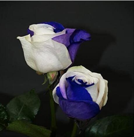 200PCS Rose Seeds - White and Blue Bi-Colors
