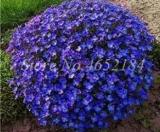 200PCS Creeping Thyme Seeds Rock CRESS Plant - Purple Flowers F1