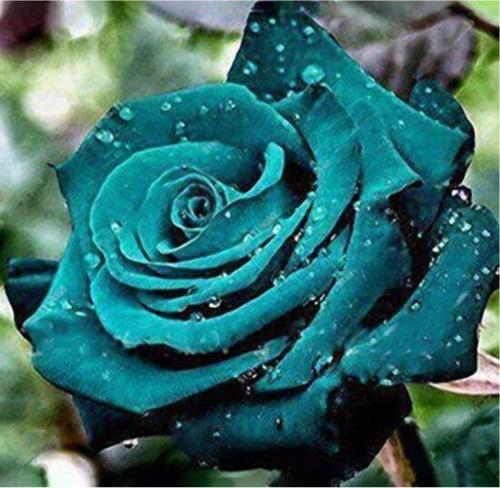 100PCS Rose Seeds - Greenish Blue Colors
