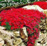 100PCS Creeping Thyme Seeds - White Red Available