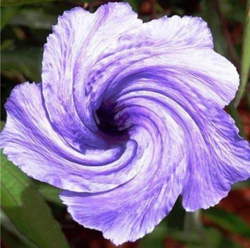 100PCS Petunia Flower Seeds - Purple White Bicolor Spiral Flowers