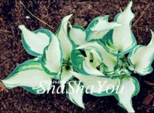 200PCS Hosta Seed Perennials - Milky White with Green Edge Leaves