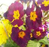 100PCS Evening Primrose Seeds - 4 Colors Available
