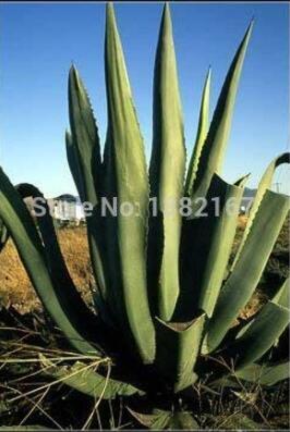100PCS Agave tequilana Seeds