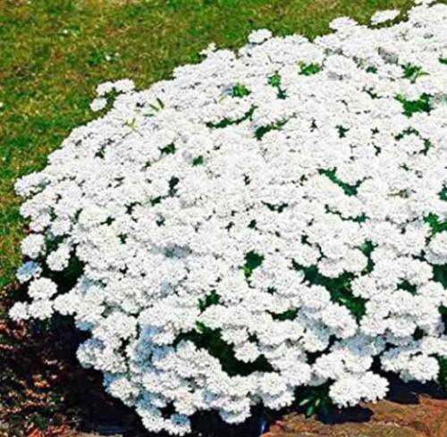 100PCS Creeping Thyme Seeds - White Red Available