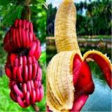 100PCS Dwarf Banana Seeds - Dark Red Skin