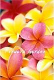 100PCS Plumeria Seeds - Goldenish Yellow and Red Flowers