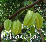 50PCS Carambola Seeds - 2 Types Available