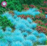 500PCS  Blue Grass Seeds Perennial