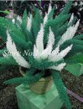 100PCS Garden Foxtail Fern Seeds - Dark Green White Colors