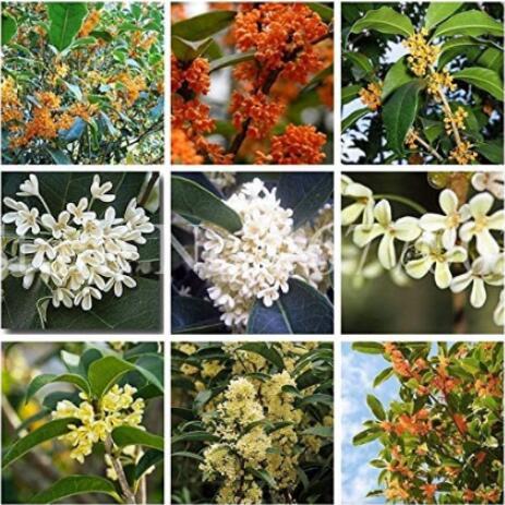 20PCS Fragrant Osmanthus Seeds Sweet Olive Tree - Mixed Colors