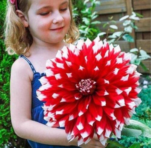 100PCS Giant Dinnerplate Dahlia Seeds - Fresh Red Flowers with White Edge