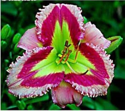 100PCS  Hybrid Daylily Flowers Seeds - Light Pink - Rose Red - Green Triple Double Flowers