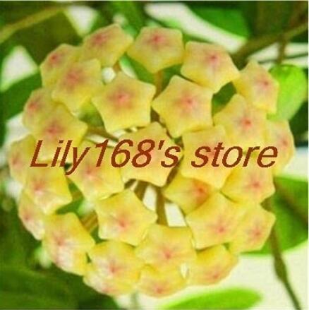 200PCS Hoya Seeds - Light Yellow with Light Pink Centre
