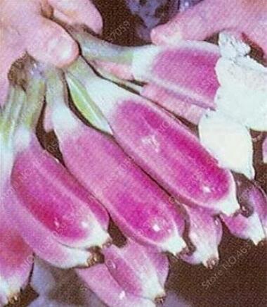 100PCS Dwarf Banana Seeds - Pink Skin
