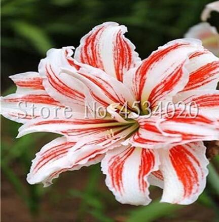 200PCS Tawny Daylily Seeds - White Red Stripes Double Flowers