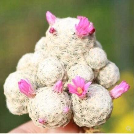 20PCS Ball Cactus Seeds - Pink Flowers