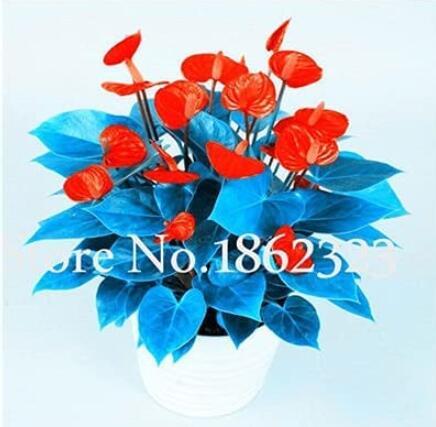 100PCS Anthurium Seeds - Dark Red Flowers