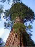 100PCS Sequoiadendron giganteum Seeds Giant Sequoia Giant Redwood