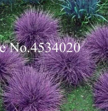 300PCS Purple Fescue Grass Seeds Festuca glauca Perennial Hardy Ornamental