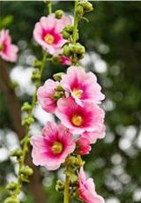 100PCS Rare Hollyhock Flower Seeds - Light Pink Flowers with Rose Pink Centre