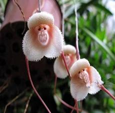 100PCS Rare Japanese Monkey face Orchid Seeds - Khaki Color