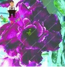 2PCS Desert Rose Adenium Seeds - Black Purple 4-Layer Flowers