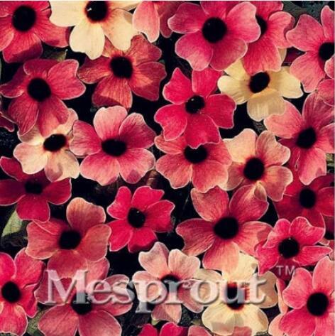 10PCS Susan Seeds - Rose Red Flowers with Black Eye