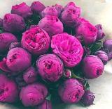 10PCS Rare Chinese Peony Seeds - 2 Colors Available