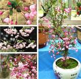 50PCS Malus Halliana Seeds - Pink Bonsai Flowers