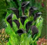 50PCS Calla Lily Seeds - Black Color