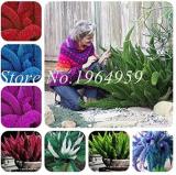 100PCS Garden Foxtail Fern Seeds - Mixed Red Green Purple Dark-red White etc. Colors